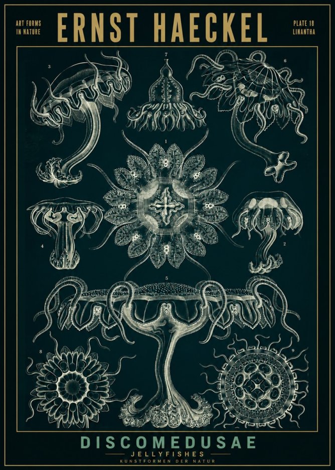 Ernst Haeckel Discomedusae. Jellyfishes. No2 - Poster