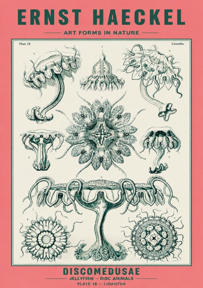 Ernst Haeckel Discomedusae. Jellyfishes. No6 - Poster