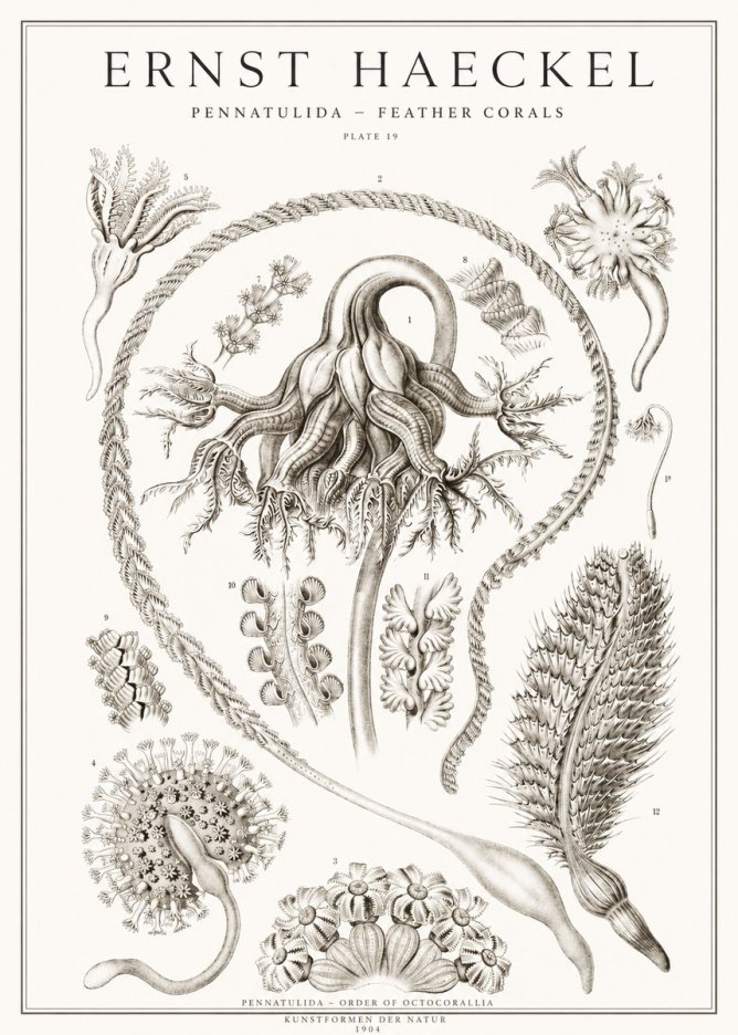 Ernst Haeckel Pennatulida - Sea Pens No2 - Poster