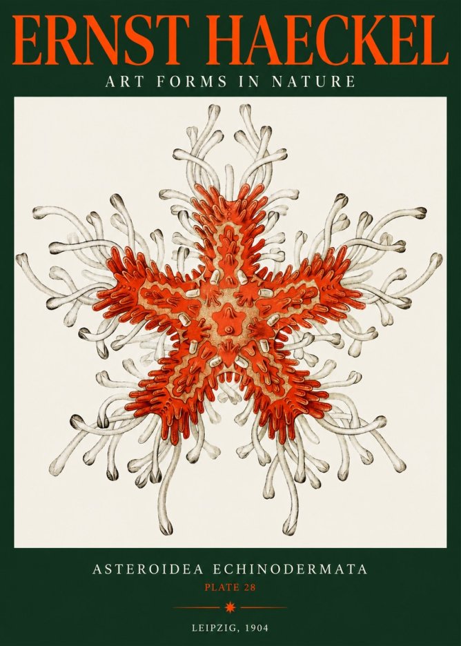 Ernst Haeckel Asteroidea Echinodermata Plate 28 No2 - Poster