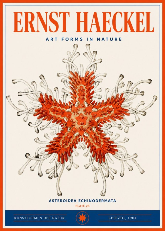 Ernst Haeckel Asteroidea Echinodermata Plate 28 No3 - Poster