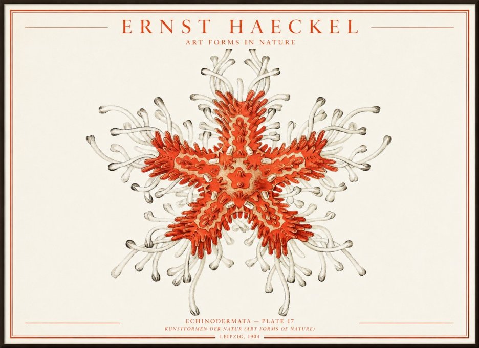 Ernst Haeckel Asteroidea Echinodermata Plate 28 No4 - Poster
