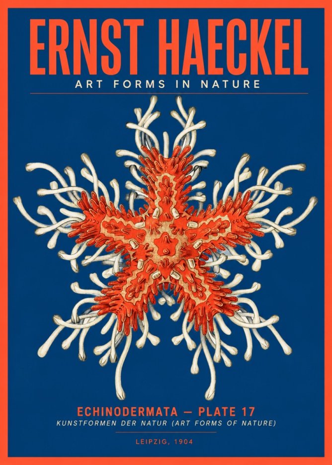 Ernst Haeckel Asteroidea Echinodermata Plate 28 No5 - Poster
