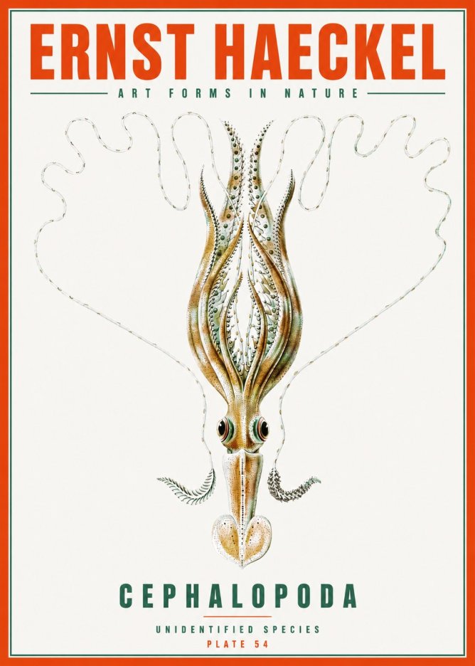 Ernst Haeckel Teuthis Pelagica No6 - Poster
