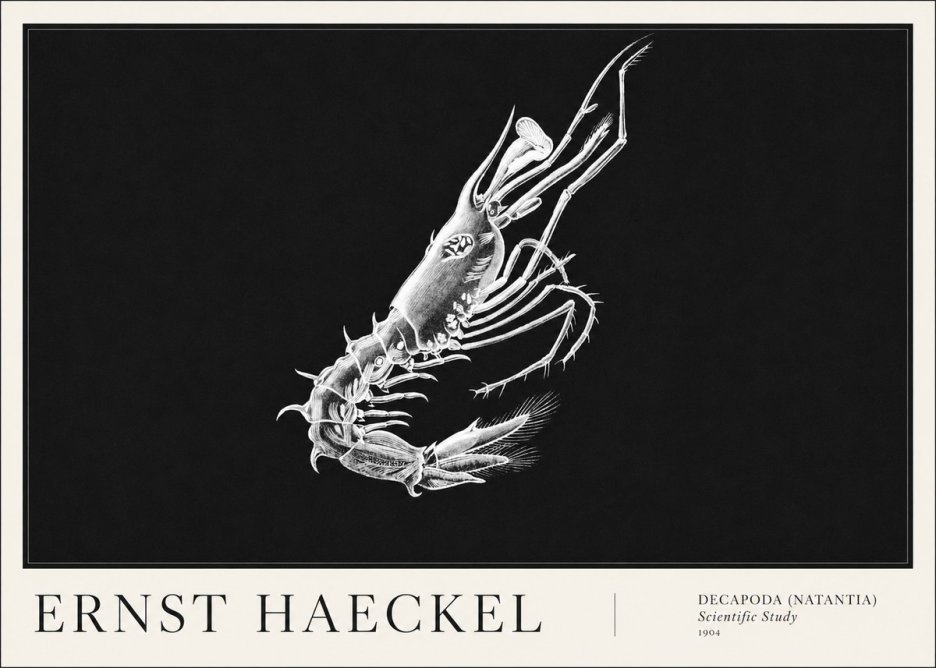 Ernst Haeckel Decapoda the Crustaceans No6 - Poster
