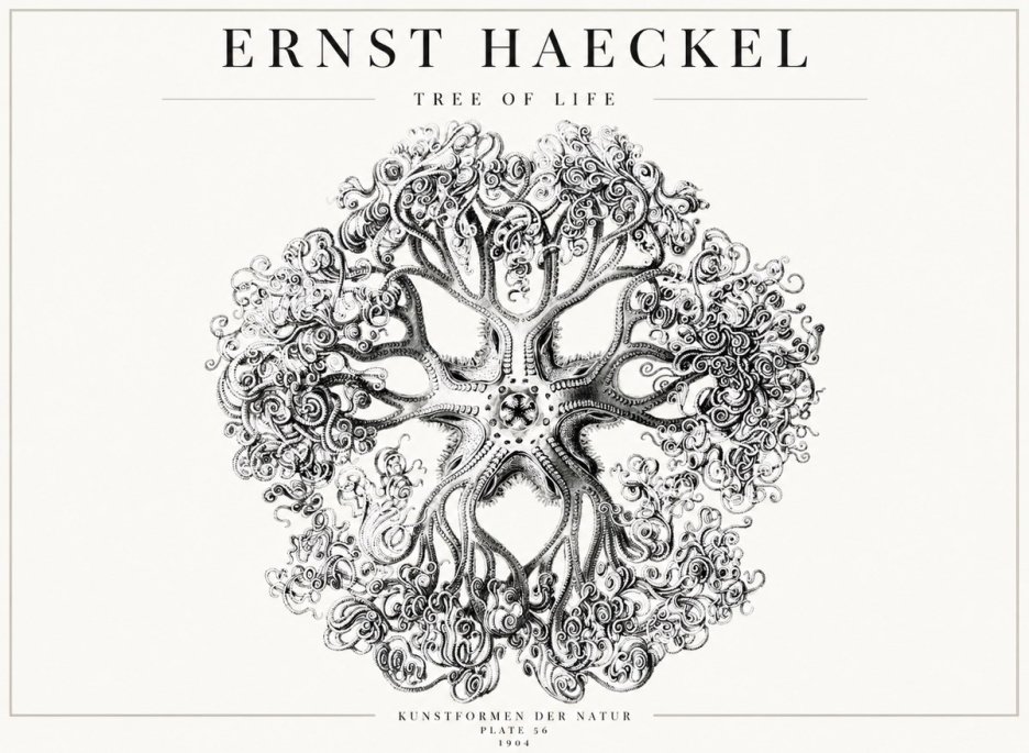 Ernst Haeckel Tree-like Organism No4 - Poster