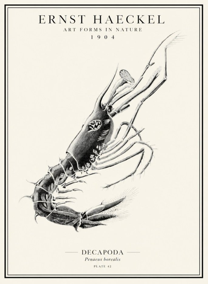 Ernst Haeckel Caridea Plate 27 No5 - Poster