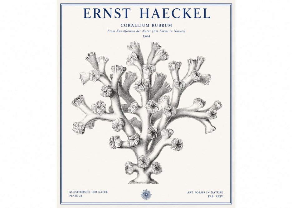 Ernst Haeckel Corallium Rubrum II No1 - Poster