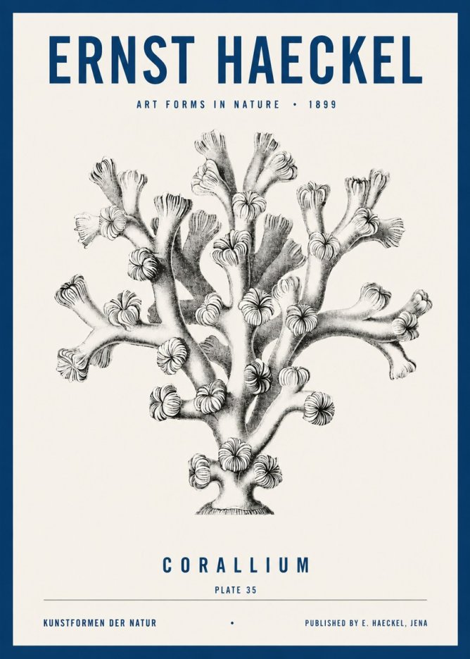 Ernst Haeckel Corallium Rubrum II No4 - Poster