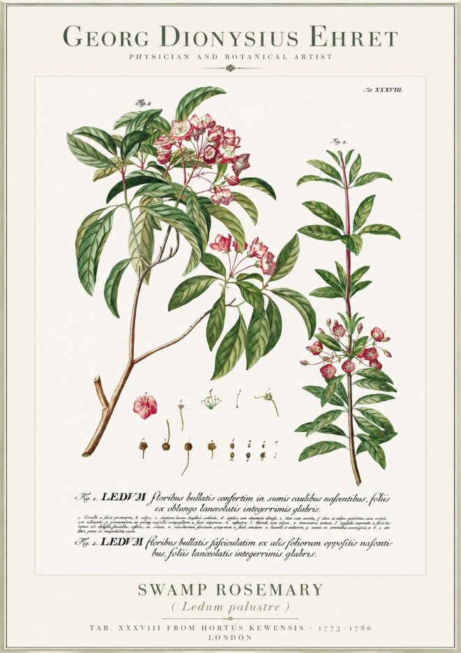 Georg Dionysius Ehret Swamp Rosemary (Ledum Palustre) No1 - Poster