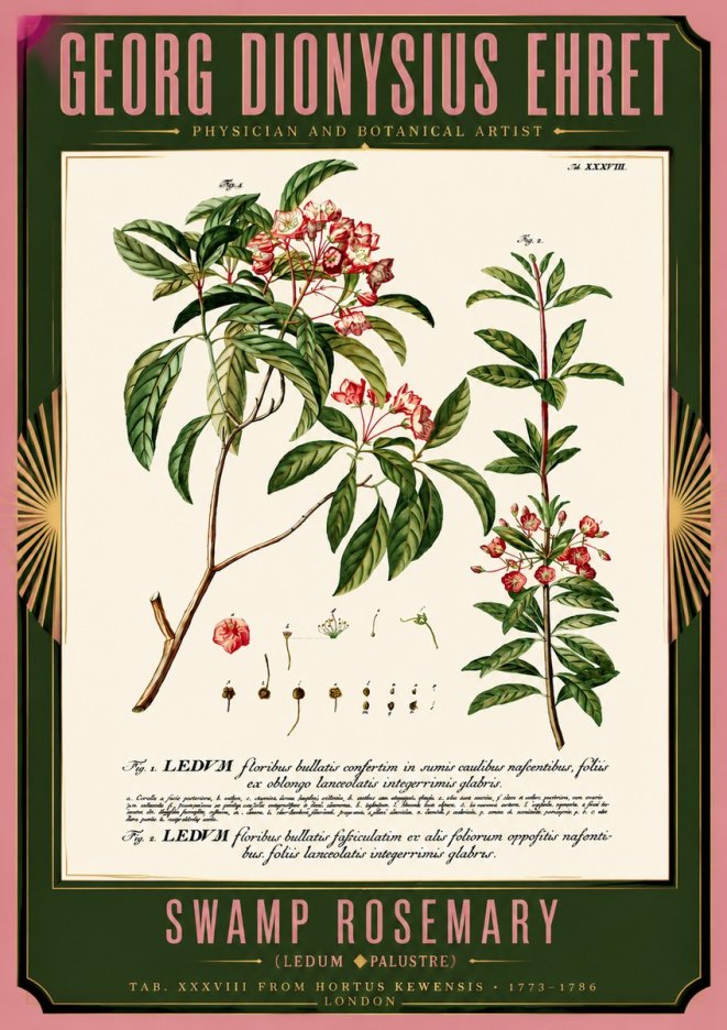 Georg Dionysius Ehret Swamp Rosemary (Ledum Palustre) No5 - Poster