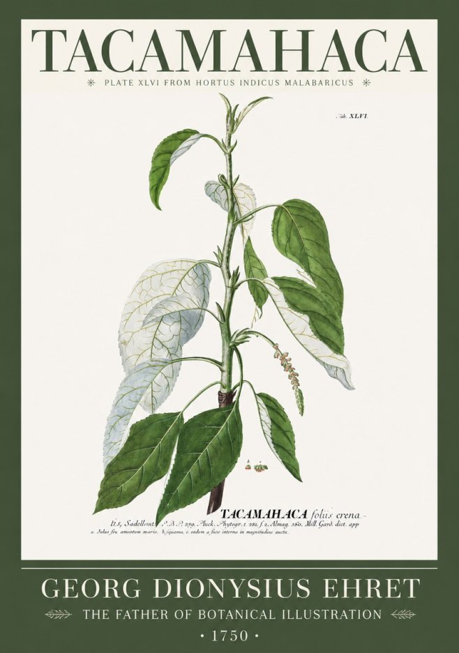 Georg Dionysius Ehret Tacamahaca (Saddlewood) No2 - Poster