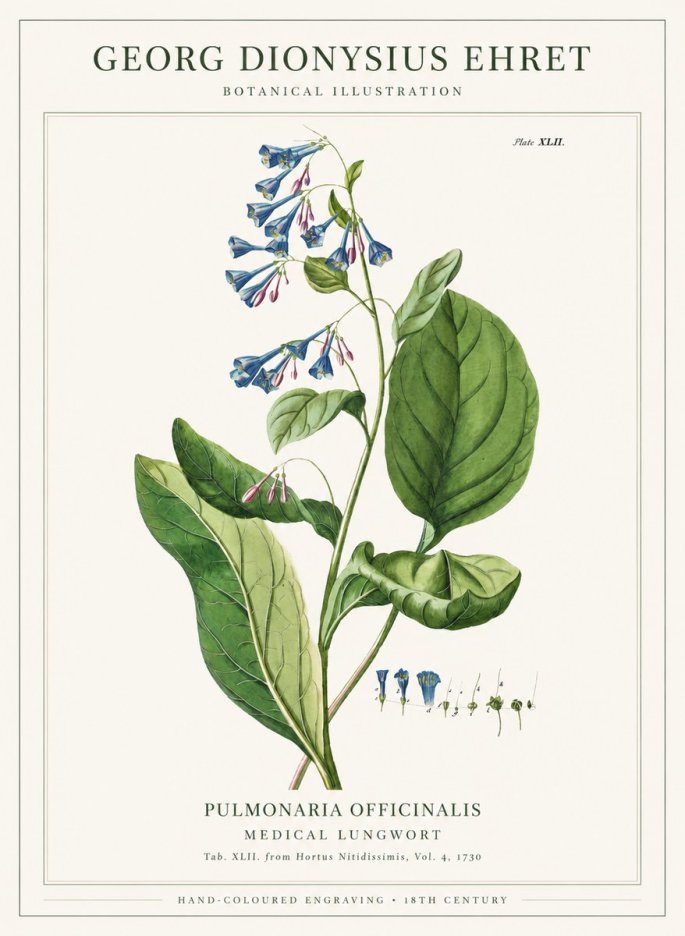 Georg Dionysius Ehret Pulmonaria No6 - Poster