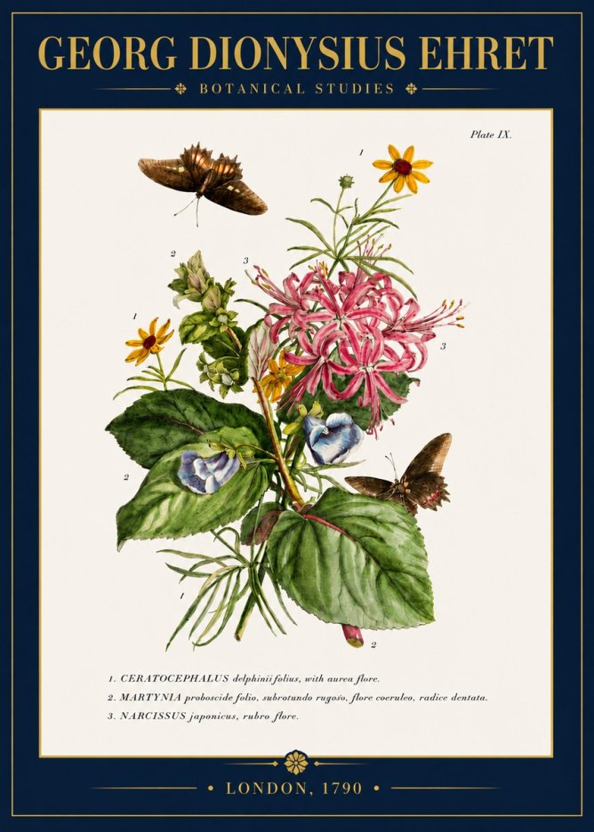 Georg Dionysius Ehret Botanical Studies - Plate Ix No4 - Poster