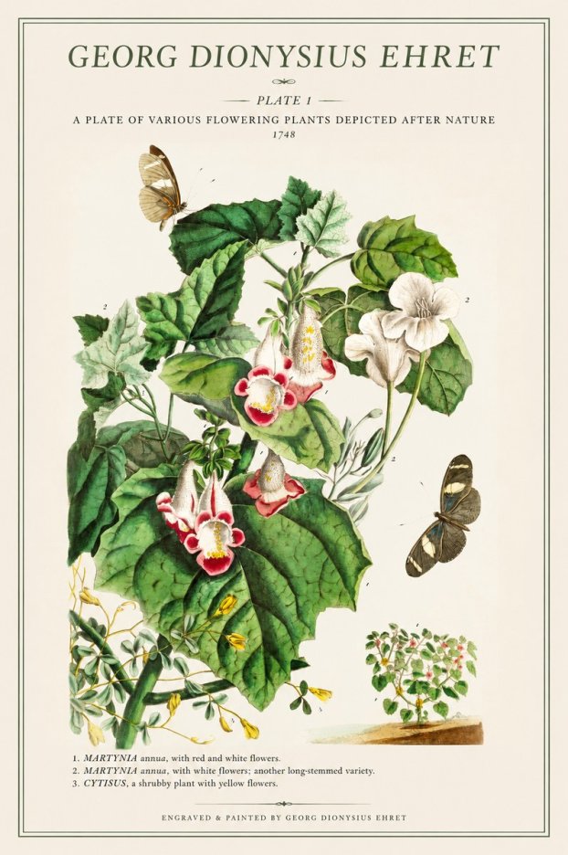 Georg Dionysius Ehret A Plate of Various Flowering Plants Depicted After Nature 1748 No1 - Poster