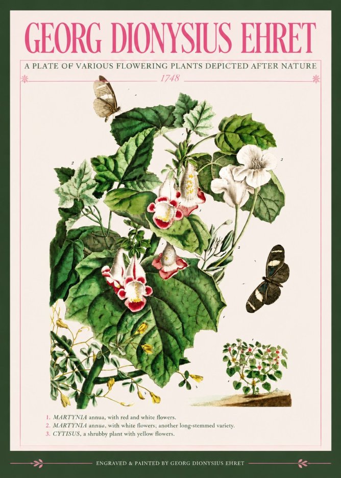 Georg Dionysius Ehret A Plate of Various Flowering Plants Depicted After Nature 1748 No3 - Poster