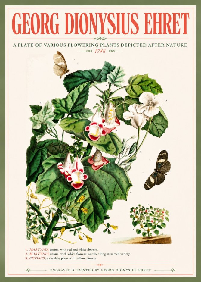 Georg Dionysius Ehret A Plate of Various Flowering Plants Depicted After Nature 1748 No5 - Poster