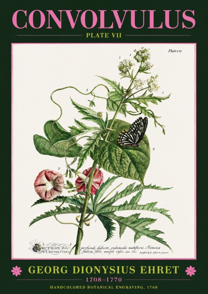 Georg Dionysius Ehret Convolvulus - Plate Vii No2 - Poster
