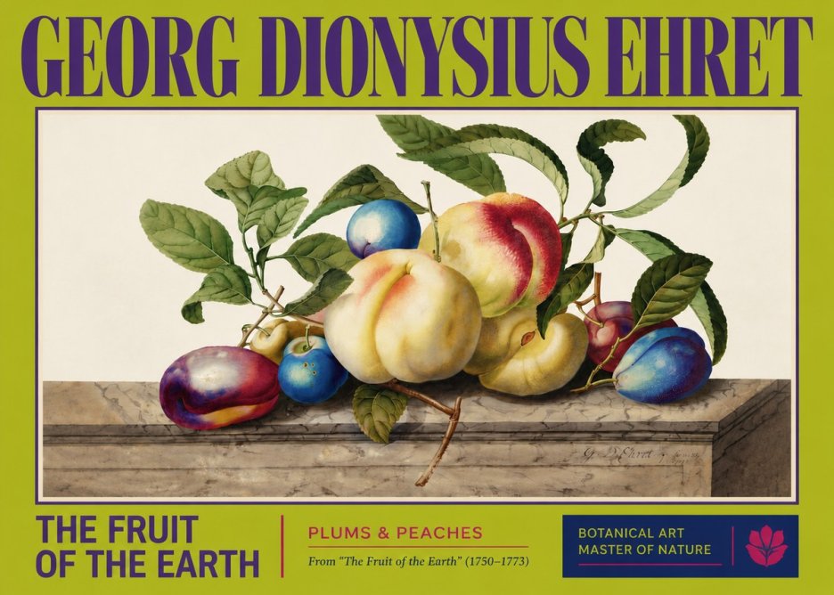 Georg Dionysius Ehret Plums & Peaches No3 - Poster