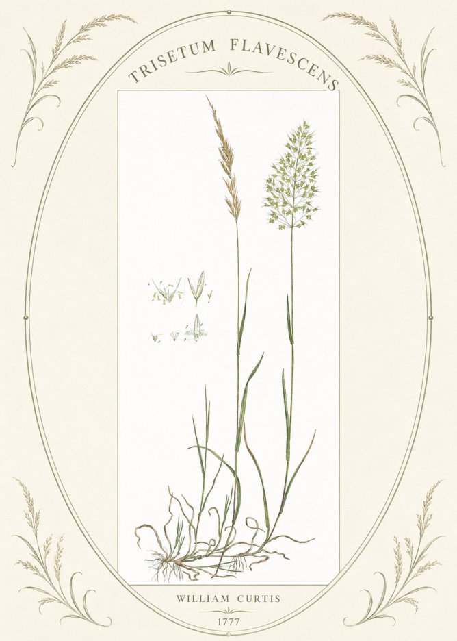 William Curtis Trisetum Flavescens I No4 - Poster