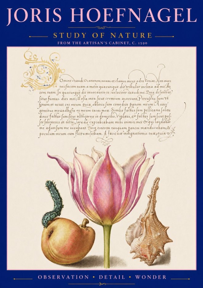 Joris Hoefnagel Tulip, Peach, Caterpillar & Seashell No3 - Poster