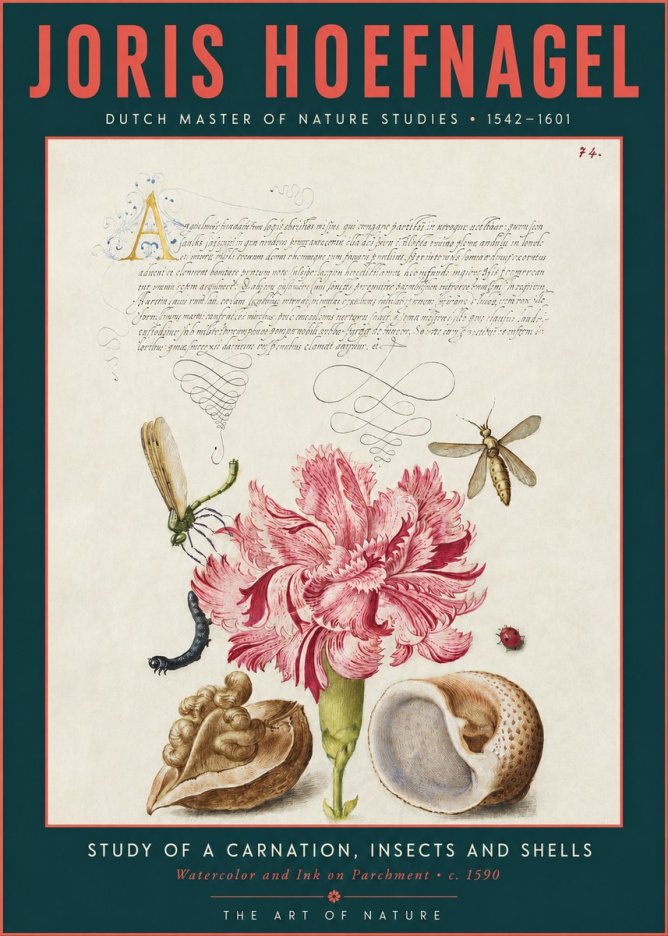 Joris Hoefnagel Study of a Carnation, Insects and Shells No3 - Poster