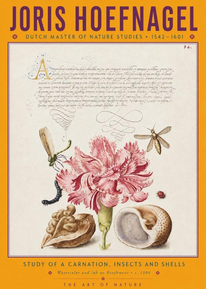 Joris Hoefnagel Study of a Carnation, Insects and Shells No4 - Poster