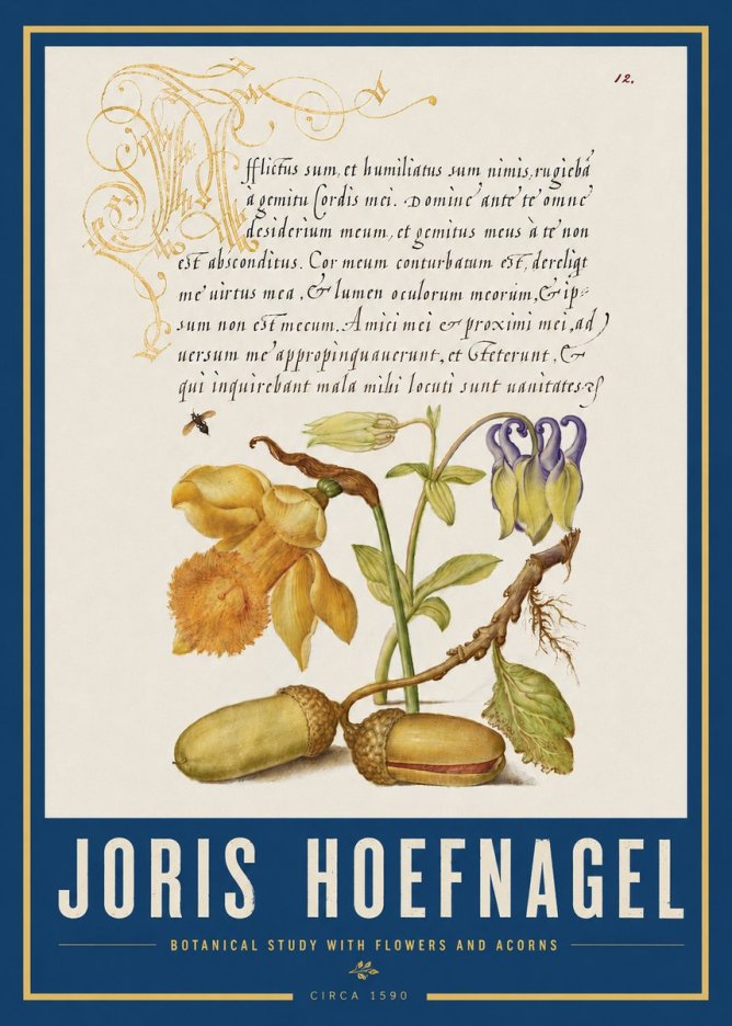 Joris Hoefnagel Illuminated Manuscript with Flowers and Acorns No4 - Poster