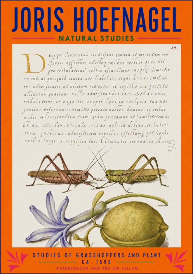 Joris Hoefnagel Studies of Grasshoppers and Plant No3 - Poster