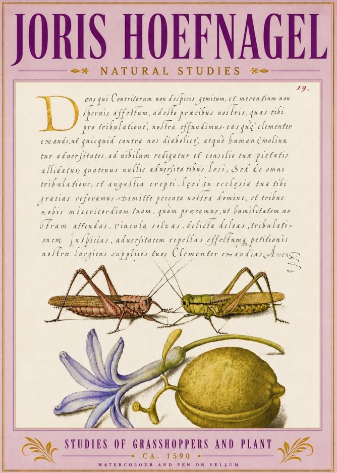 Joris Hoefnagel Studies of Grasshoppers and Plant No5 - Poster