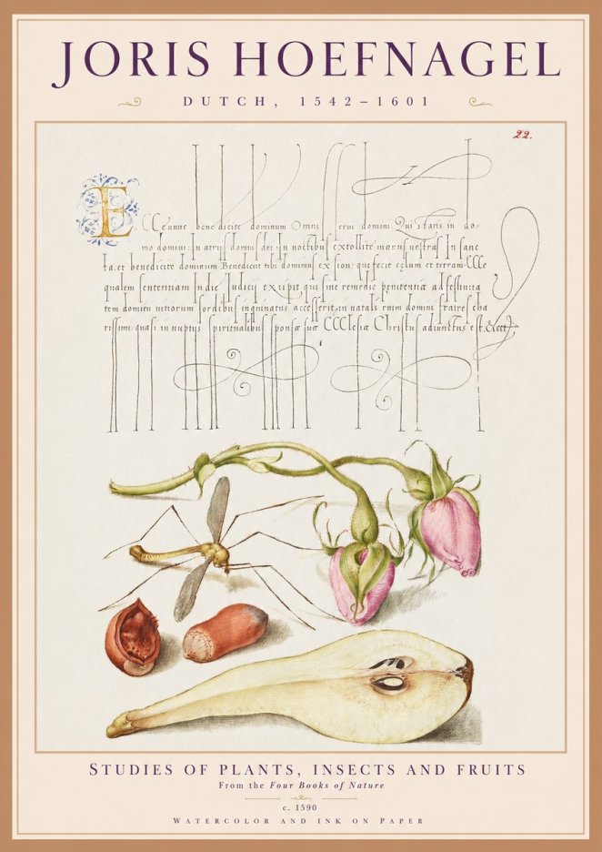 Joris Hoefnagel Studies of Plants, Insects and Fruits No1 - Poster