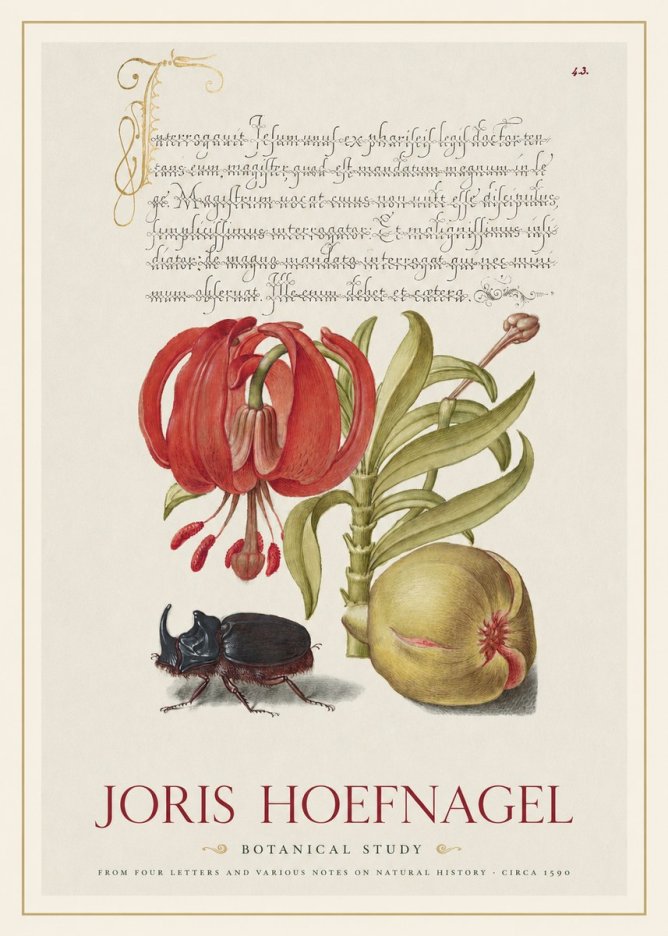 Joris Hoefnagel Botanical Study II No1 - Poster