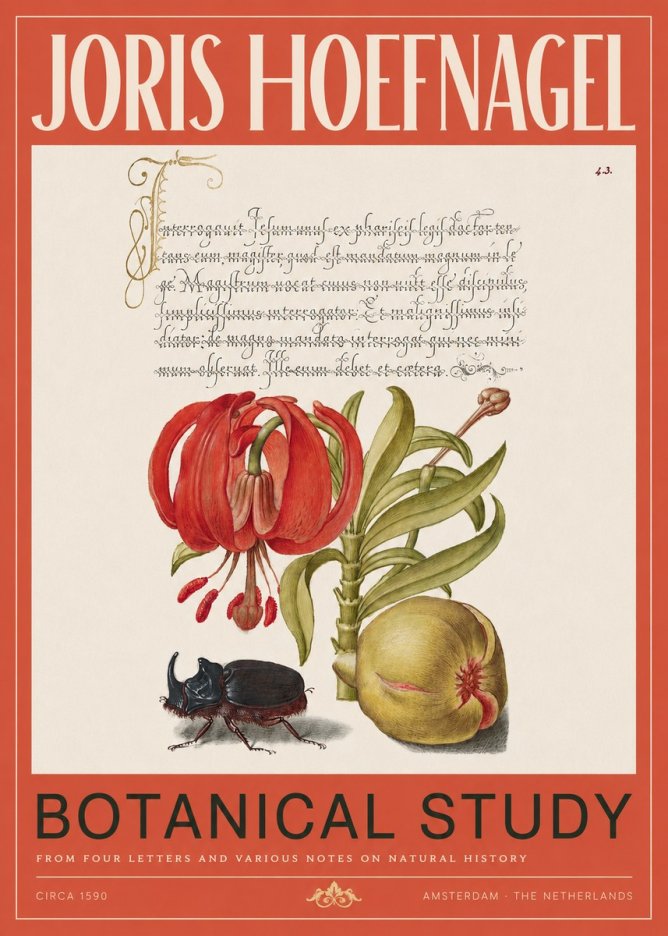 Joris Hoefnagel Botanical Study II No2 - Poster