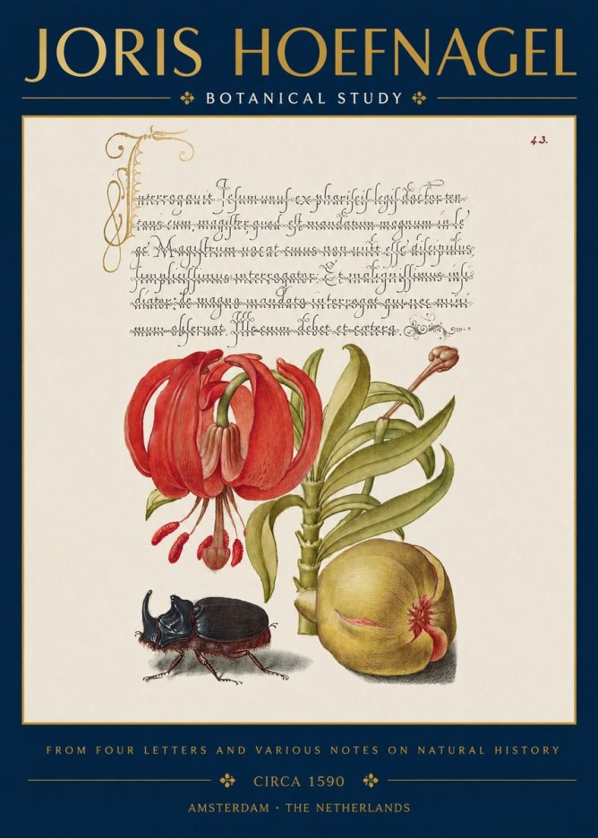 Joris Hoefnagel Botanical Study II No3 - Poster