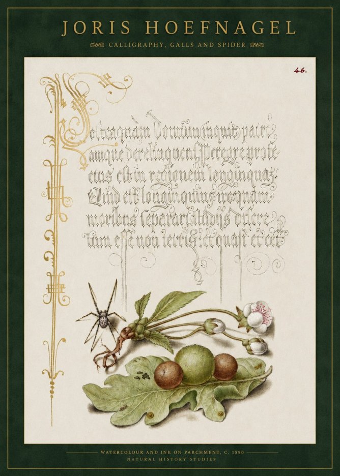 Joris Hoefnagel Plant with Galls and Insect No3 - Poster