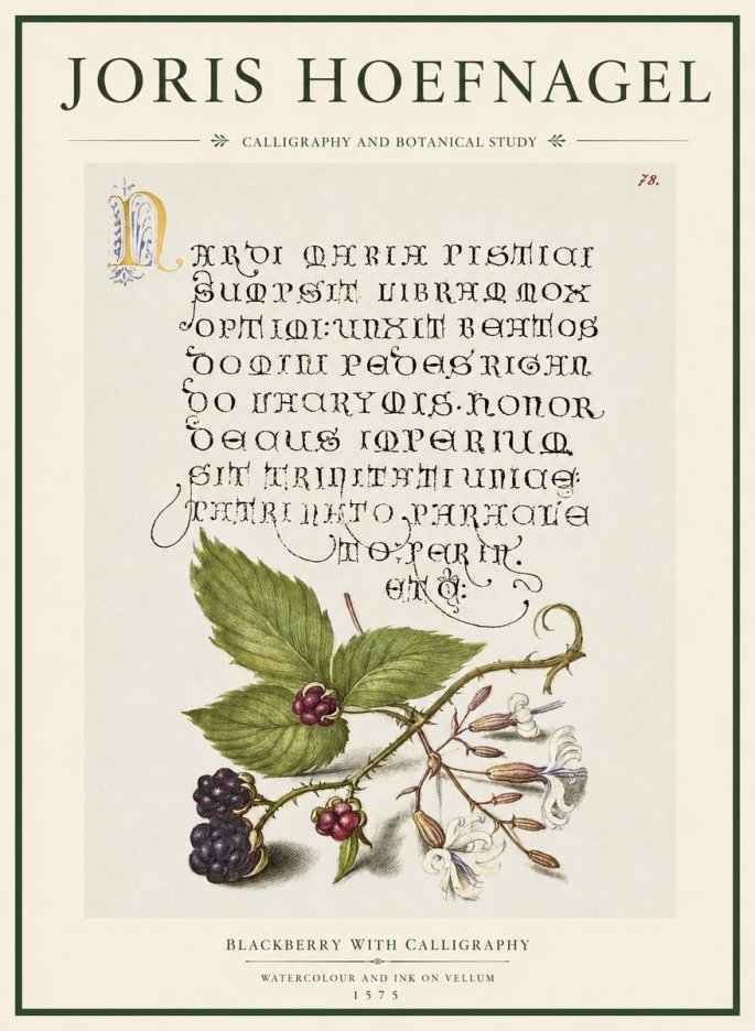 Joris Hoefnagel Calligraphy and Botanical Study II No5 - Poster