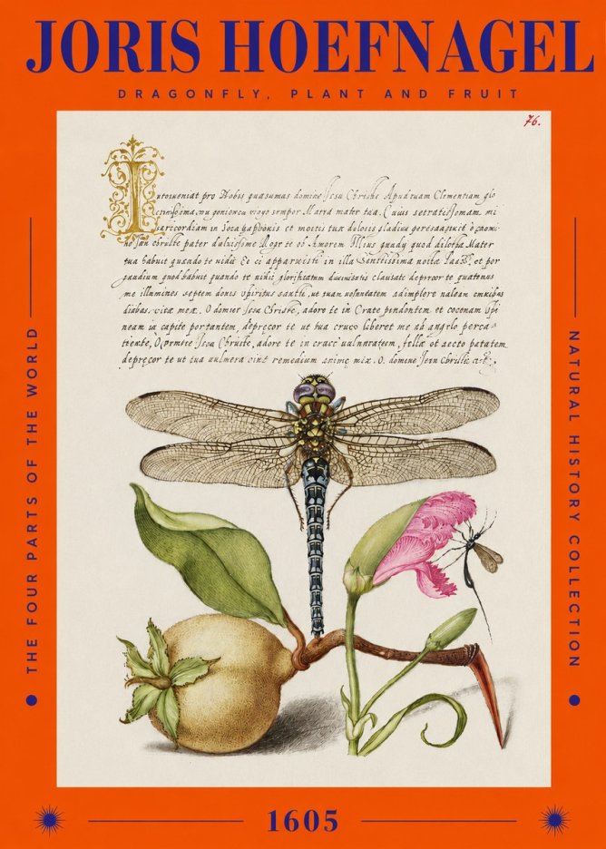Joris Hoefnagel Dragonfly, Plant and Fruit No2 - Poster