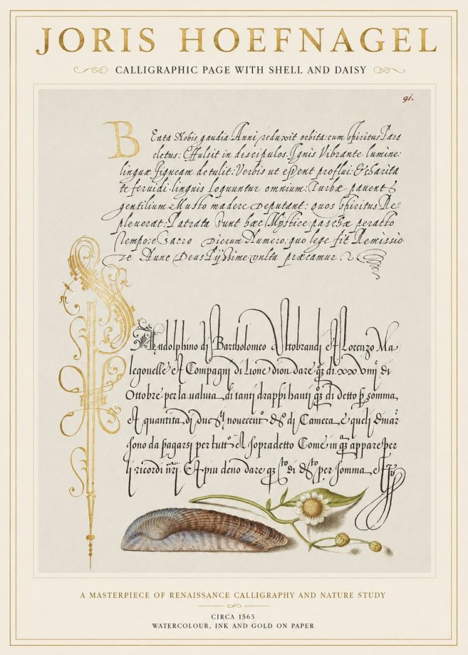 Joris Hoefnagel Calligraphic Page with Shell and Daisy No1 - Poster