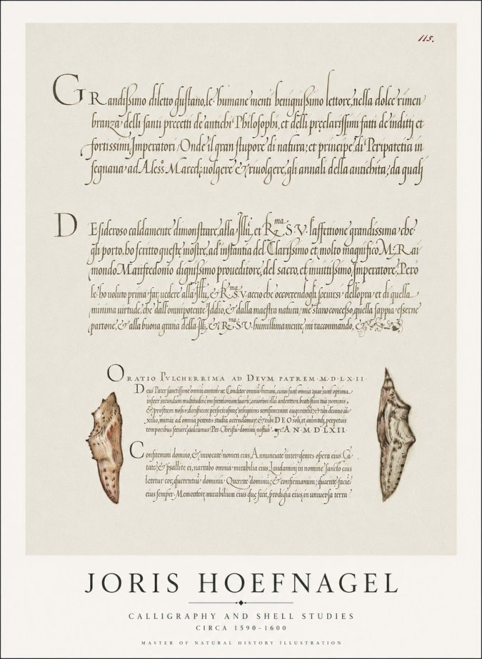 Joris Hoefnagel Study of Shells and Calligraphy No2 - Poster