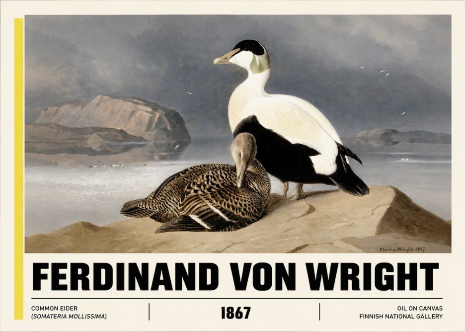 Ferdinand von Wright Common Eider (Somateria Mollissima) No3 - Poster
