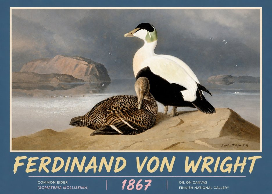 Ferdinand von Wright Common Eider (Somateria Mollissima) No5 - Poster