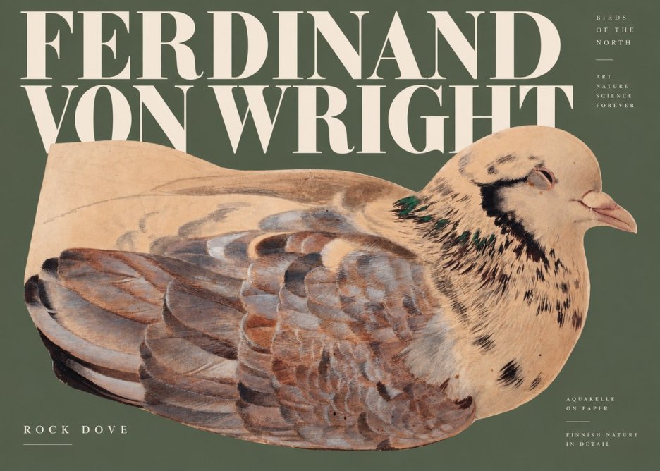 Ferdinand von Wright Turtle Dove Study No3 - Poster
