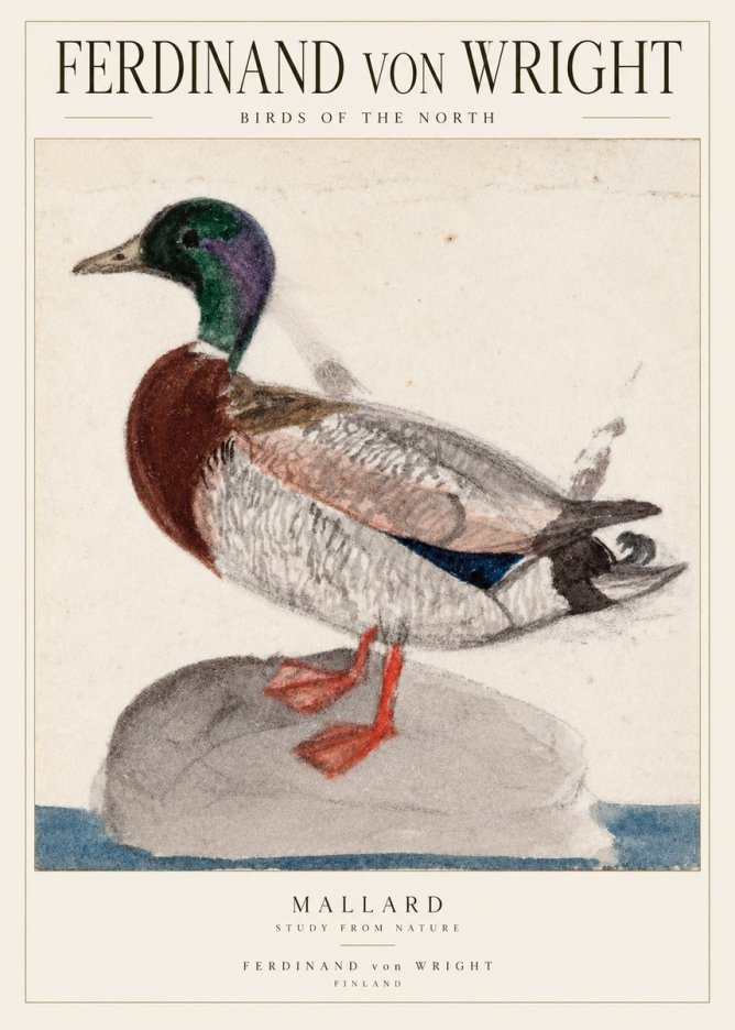 Ferdinand von Wright Mallard No2 - Poster