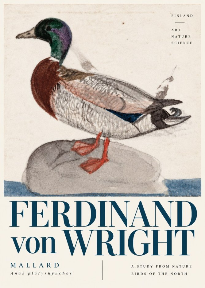 Ferdinand von Wright Mallard No6 - Poster
