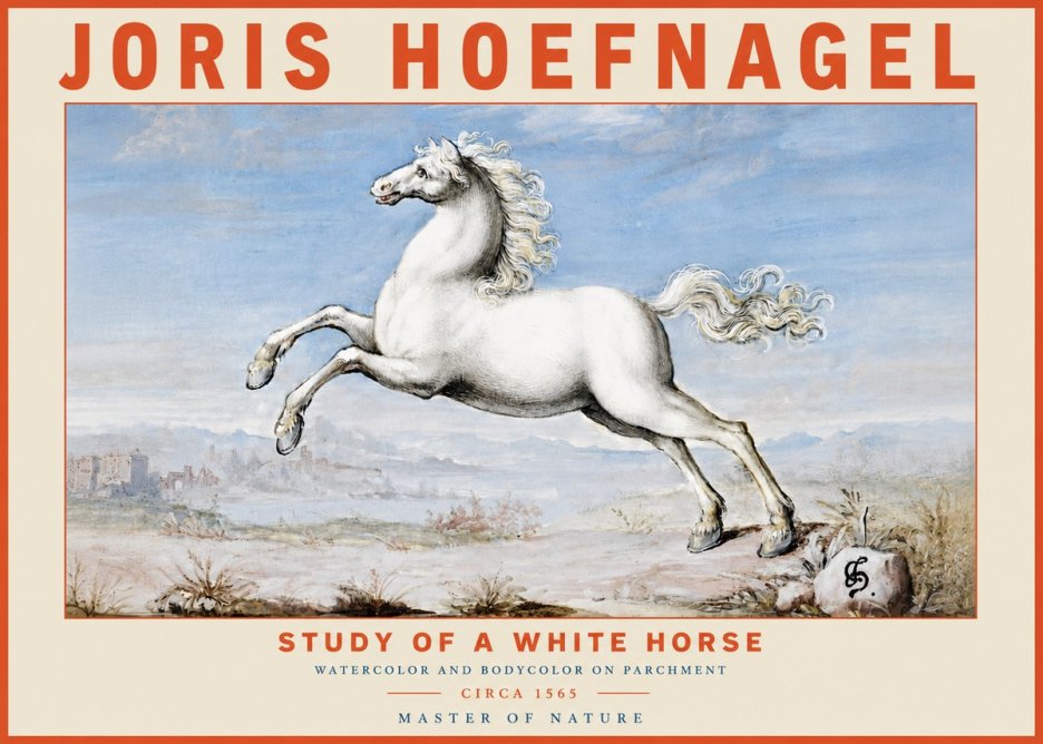 Joris Hoefnagel Study of a White Horse No4 - Poster