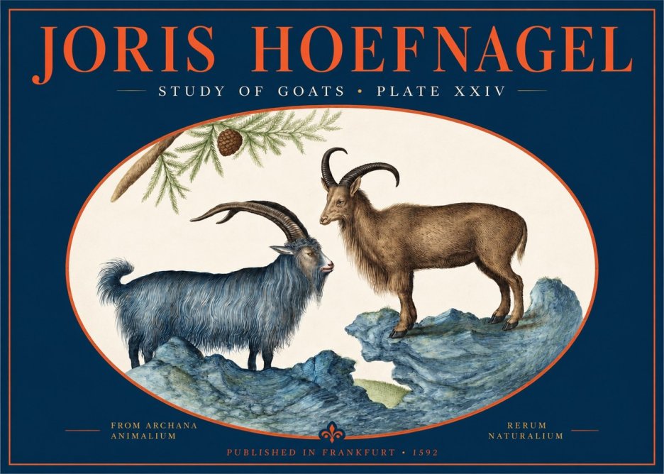 Joris Hoefnagel Two Mountain Goats from the Series Quadrupeds No3 - Poster