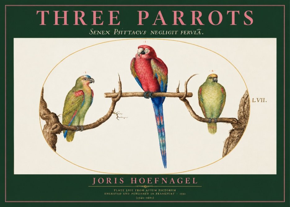 Joris Hoefnagel Three Parrots No2 - Poster