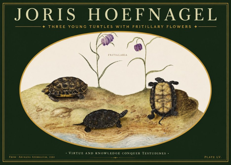 Joris Hoefnagel Three Young Turtles with Fritillary Flowers No3 - Poster