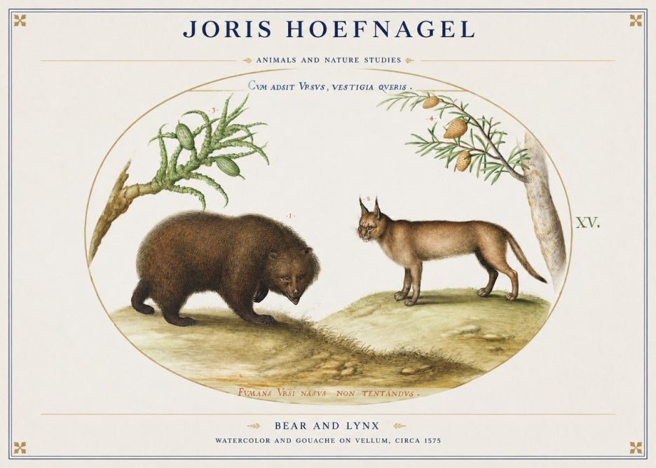 Joris Hoefnagel Bear and Lynx No1 - Poster