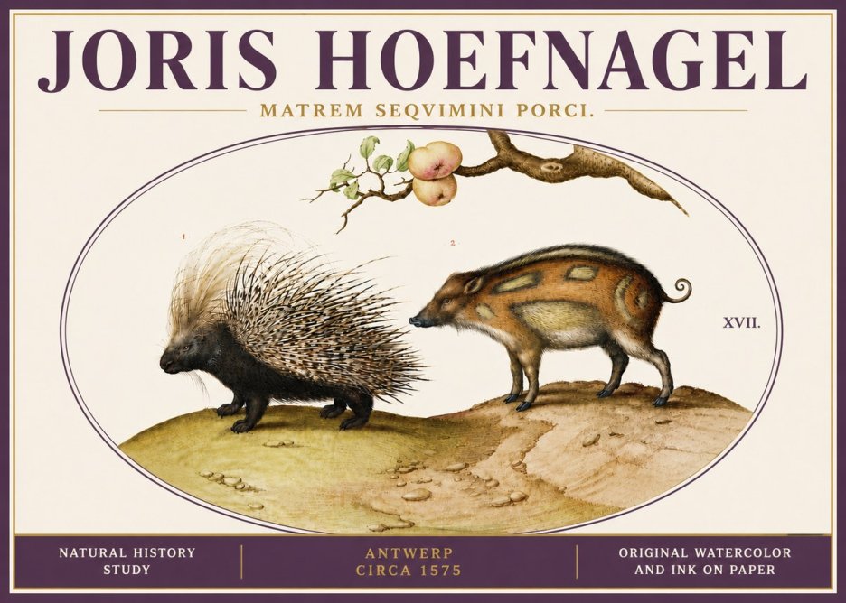 Joris Hoefnagel Matrem Seqvimini Porci. No6 - Poster